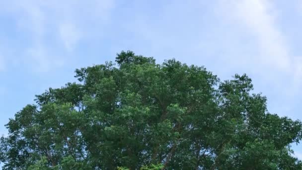 Un arbre vert majestueux avec une brise douce souffle sur un fond de ciel brillant par une journée ensoleillée. Belle nature. Convient pour un fond. - Séquence, vidéo
