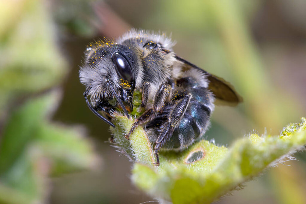 Yaprak kesen arı, Megachile sp, yeşil bir bitkinin yapraklarını kesiyor. - Fotoğraf, Görsel