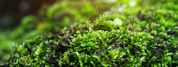 close up beautiful bright Green moss grown up and Drop of water cover the rough stones and on the floor in the forest. Show with macro view. Rocks full of the moss texture in nature for wallpaper. - Fotografie, Obrázek