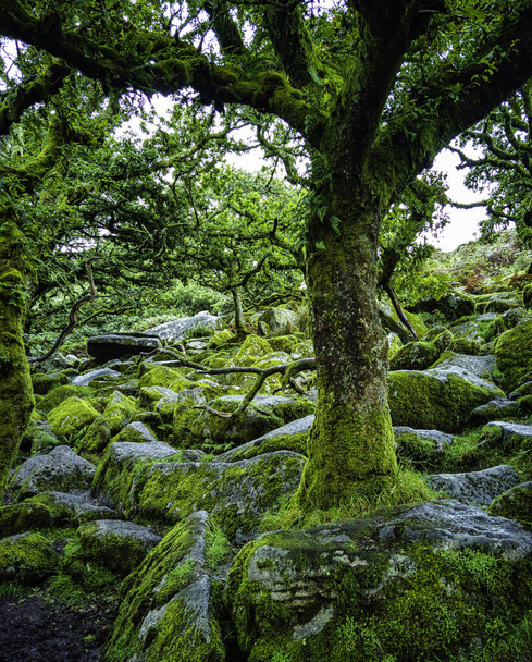 Wistman's Wood National Nature Reserve - mystic high-altitude oakwood on valley of the West Dart River, Dartmoor, Devon, United Kingdom - Фото, зображення