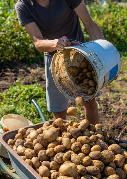 Scavare patate. Raccogli le patate nella fattoria. Prodotto ecologico e naturale. Focus selettivo. - Foto, immagini