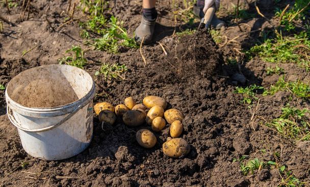 Kartoffeln buddeln. Kartoffelernte auf dem Hof. Umweltfreundliches und natürliches Produkt. Selektiver Fokus. - Foto, Bild