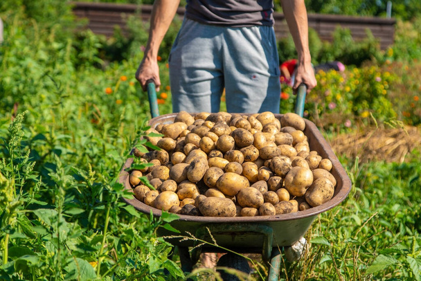 Копаю картошку. Сбор картофеля на ферме. Экологически чистый и натуральный продукт. Селективный фокус. - Фото, изображение