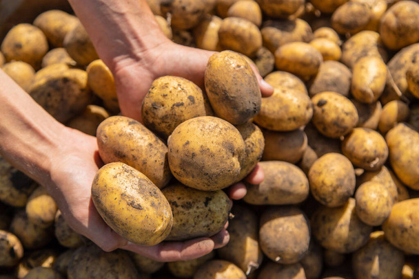 Digging potatoes. Harvest potatoes on the farm. Environmentally friendly and natural product. Selective focus. - Photo, Image