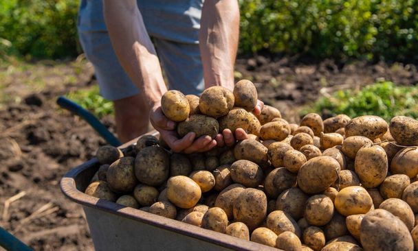 Kartoffeln buddeln. Kartoffelernte auf dem Hof. Umweltfreundliches und natürliches Produkt. Selektiver Fokus. - Foto, Bild