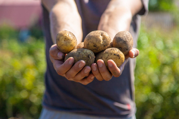 Digging potatoes. Harvest potatoes on the farm. Environmentally friendly and natural product. Selective focus. - Fotografie, Obrázek