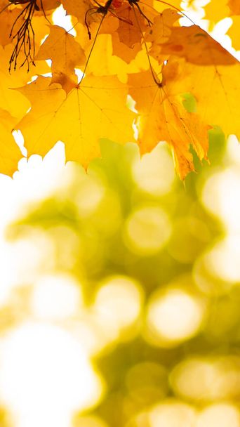 Autumn leaves. Abstract autumn nature background with maple tree leaves. Fall background - Фото, изображение