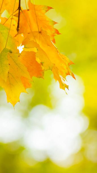 Autumn leaves. Abstract autumn nature background with maple tree leaves. Fall background - Foto, Imagem