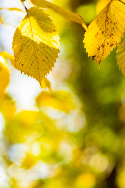 Autumn yellow leaves of maple tree in autumn park. Yellowed maple leaves on blurred background. Golden autumn concept. Copy space  - Φωτογραφία, εικόνα