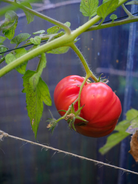 Un tomate de bistec de gran herencia que se muestra en un estado semi maduro - Foto, Imagen