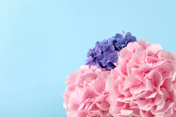 Beautiful bright hortensia flowers on light blue background, closeup. Space for text - Fotó, kép