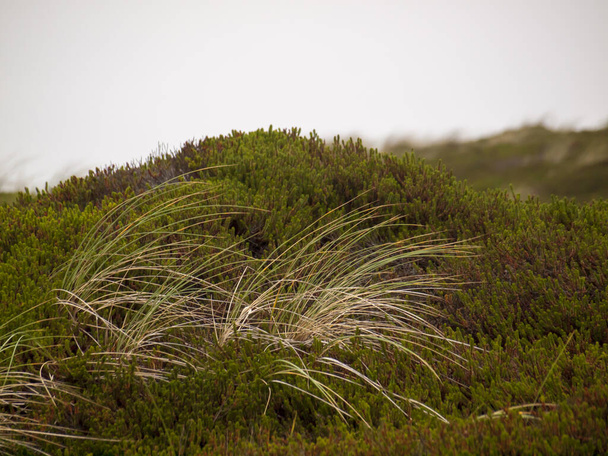 A closeup of green and feather grass on the hill - Fotoğraf, Görsel