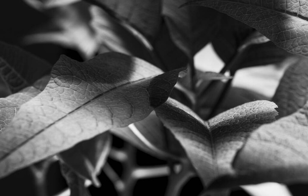 Een grijswaarden close-up shot van details op bladeren - Foto, afbeelding