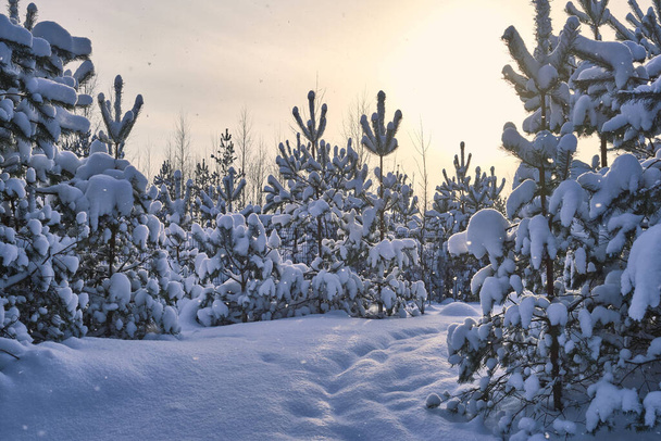 A beautiful view of a winter forest with trees covered in snow - Fotó, kép