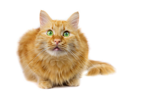 Ginger fluffy cat with green eyes sitting and looking. isolated on white background, selective focus - Photo, Image