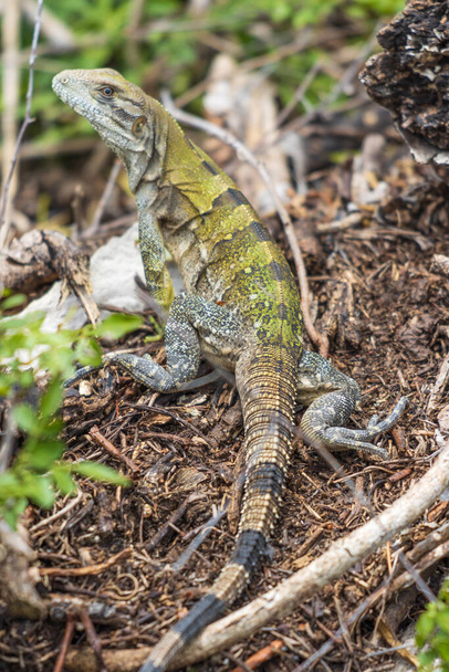 A vertical shot of a wild young iguana on the ground - Fotó, kép