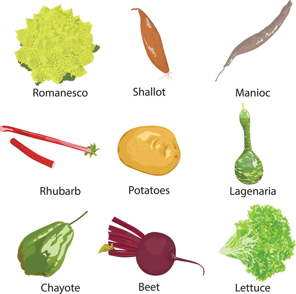 Different vegetables on a white background - Vector, Image
