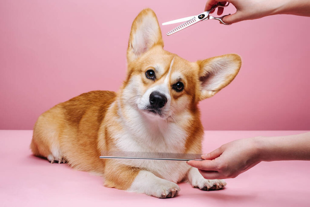 Welsh corgi with hands of groomer at pink background - 写真・画像