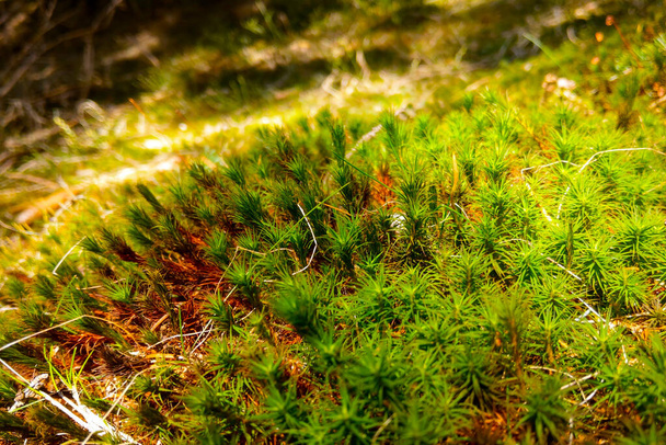 Belo musgo verde jovem na floresta. Vista do prado durante o pôr do sol. Natureza pitoresca com ar fresco - Foto, Imagem