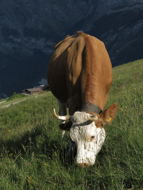 Vaca suiza pastando
 - Foto, Imagen