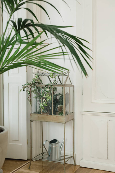 A vertical shot of houseplants in a mini indoor greenhouse in the house - Foto, Imagen