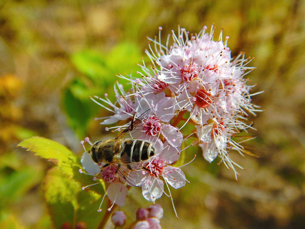Rosja. Region Chita. Owady zbierające nektar na kwitnącej łące słodkiej na brzegu rzeki Burkal. - Zdjęcie, obraz