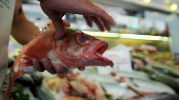 frische pazifische rote Felsen Fisch Hecht Platz Markt, Seattle, Vereinigte Staaten - Filmmaterial, Video