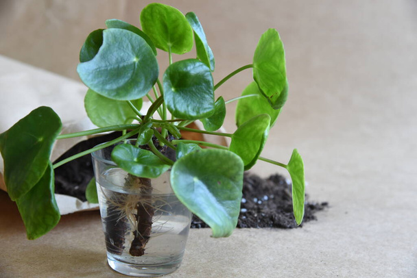Potting rooted plants into mixed soil. Roots in water, propagation in jar with water and dirt on neutral background. Empty copy space. African violets . ficus microcarpa, chinese dollar plant.  - Photo, Image