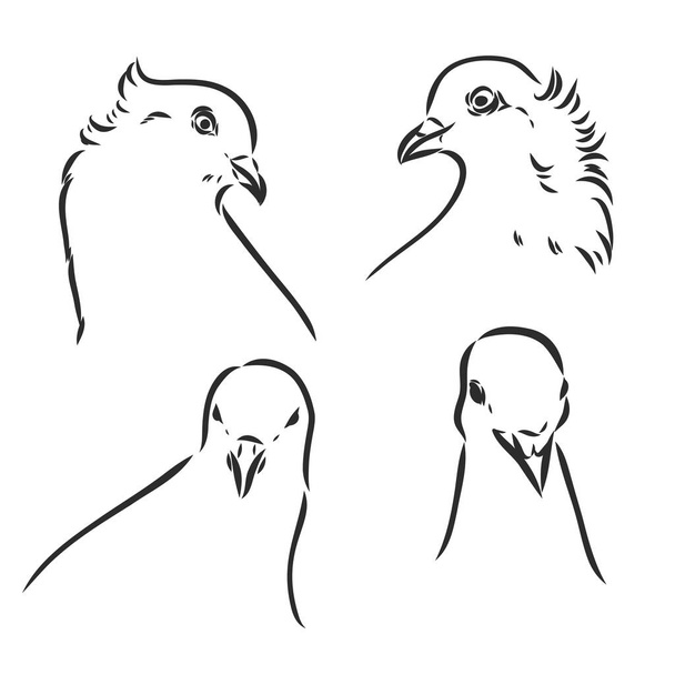 Pigeons. Design set. Hand drawn engraving. Editable vector vintage illustration. Isolated on light background. decorative pigeons vector sketch - Vektör, Görsel