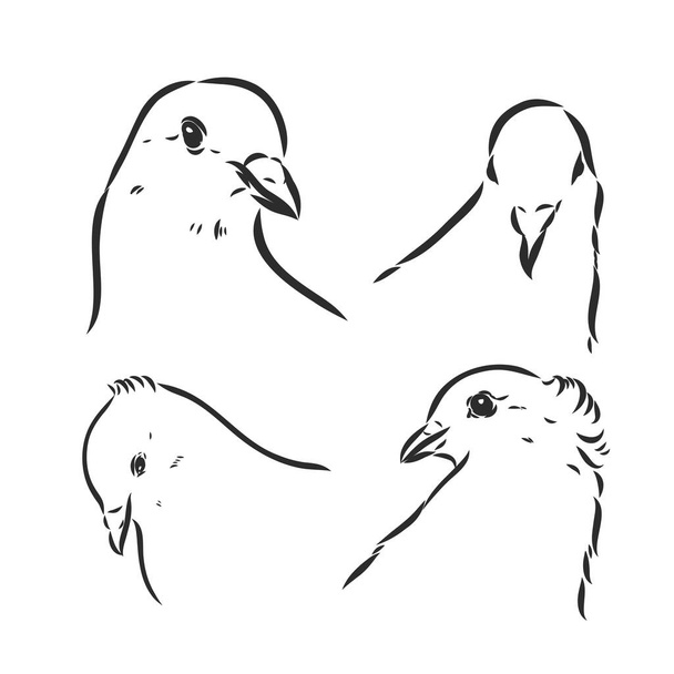 Pigeons. Design set. Hand drawn engraving. Editable vector vintage illustration. Isolated on light background. decorative pigeons vector sketch - Vector, Image