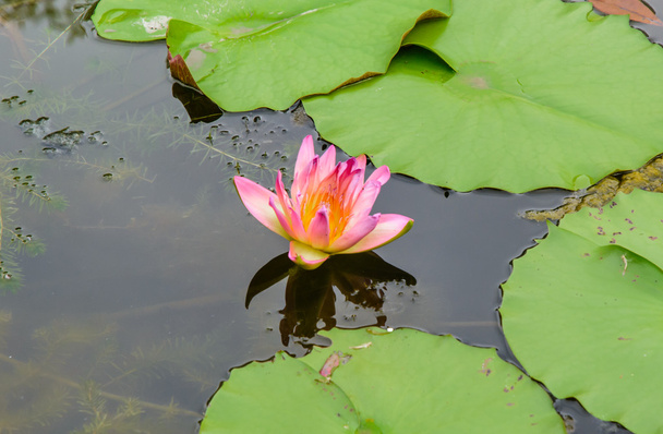  pink flower lotus - Photo, Image