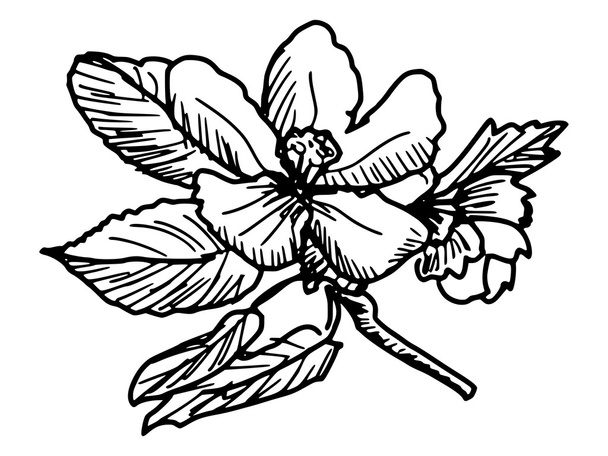 Flor de manzana
 - Vector, Imagen