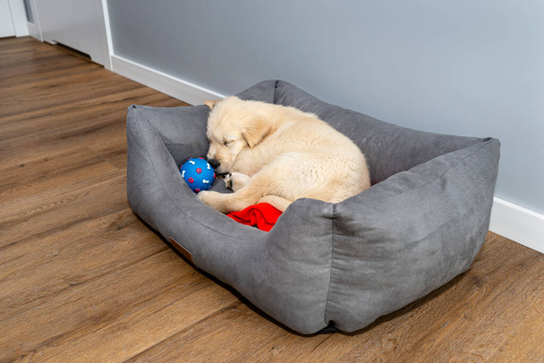 Cachorrinho golden retriever macho dormindo em um playpen com uma bola de borracha em painéis de vinil modernos na sala de estar da casa. - Foto, Imagem