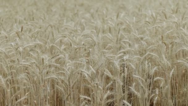 Суха жовта пшениця в полі, готова до збору врожаю
 - Кадри, відео
