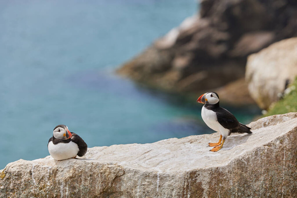 puffin standing on a rock cliff . fratercula arctica - Photo, Image