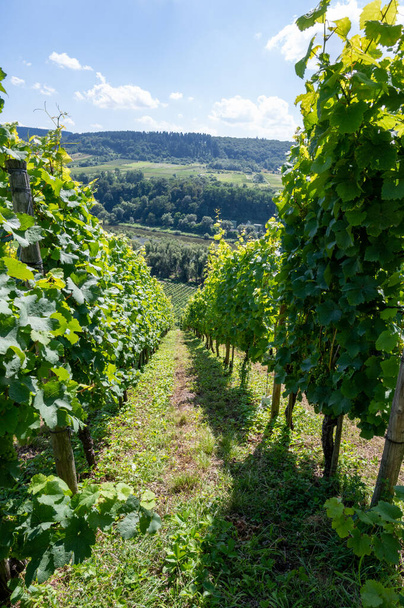 Kopcovité vinice s dozrávajícími bílými rýčovacími hrozny v údolí řeky Mosel, Německo - Fotografie, Obrázek