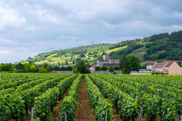 Green grand cru and premier cru vineyards with rows of pinot noir grapes plants in Cote de nuits, making of famous red and white Burgundy wine in Burgundy region of eastern France. - Photo, Image