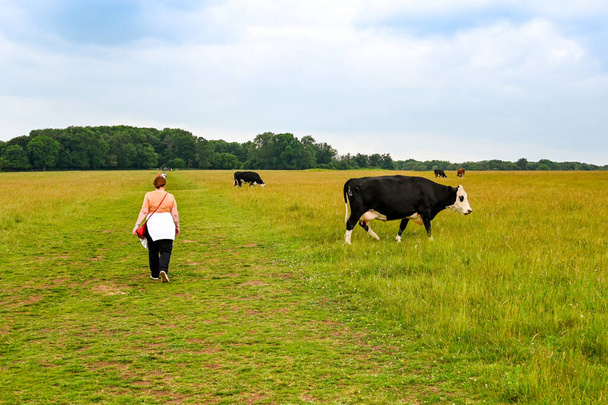 Salisbury, Angleterre - Juin 2021 : Une personne passe devant des vaches qui paissent dans un grand champ - Photo, image