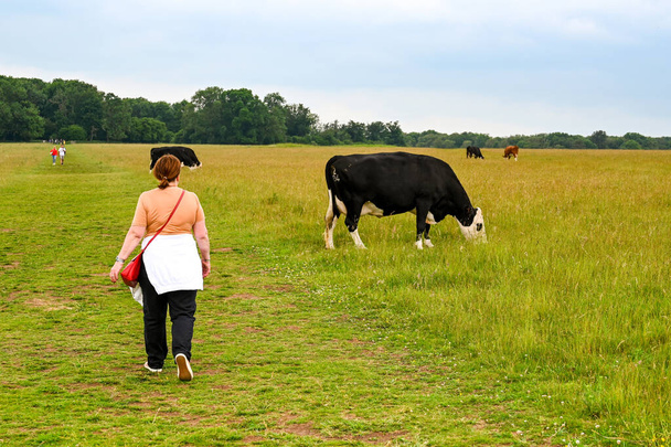 Salisbury, Angleterre - Juin 2021 : Une personne passe devant des vaches qui paissent dans un grand champ - Photo, image