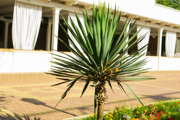 Een yucca palm boom keet op de straat in de zomer. - Foto, afbeelding
