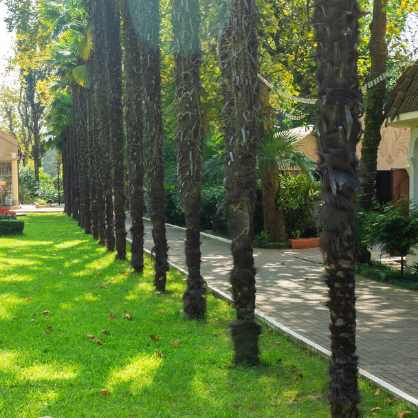 Стовбури пальмових дерев стоять рівно в ряд на зеленому газоні
. - Фото, зображення