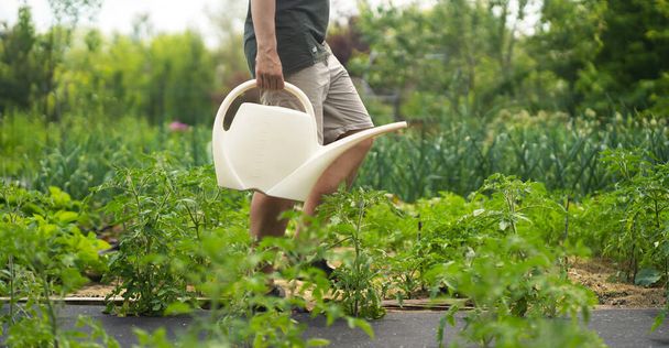 The farmer is watering in the garden. - Фото, изображение