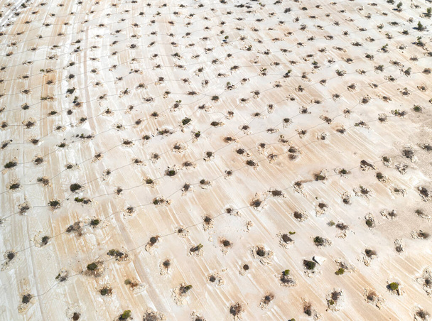 Aerial view of reforestation works at abandoned limestone quarry - Photo, Image
