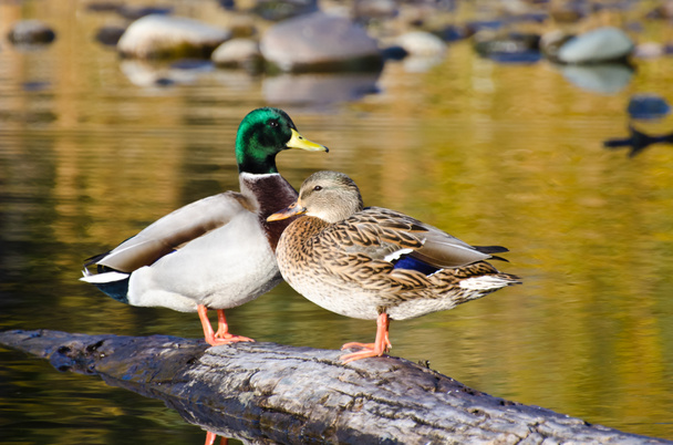 dvojice kachna divoká odpočívá v podzimní rybník - Fotografie, Obrázek