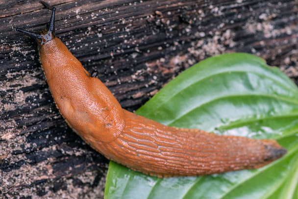 A large roadside slug crawls from a hosta leaf to a tree. Selective focus.   - Photo, Image
