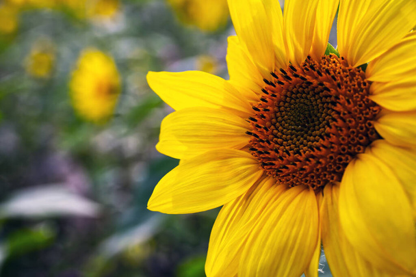 Detailní záběr na hlavu slunečnice se semeny v poli s jinými slunečnicemi v pozadí - Fotografie, Obrázek
