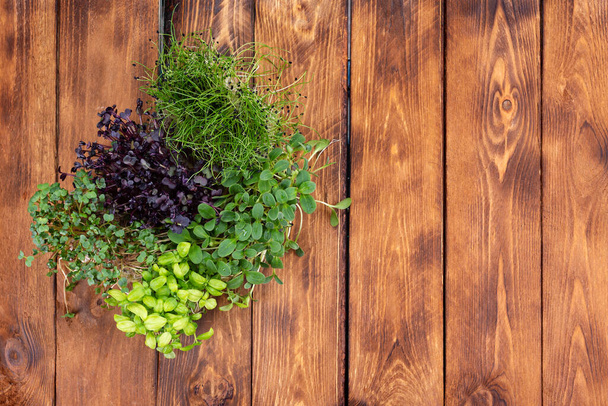 Several types of microgreens on a wooden background. Microgreens of different varieties on a wooden background - Photo, Image