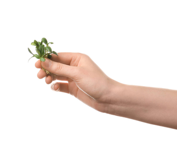 Женская рука со свежей микрозеленью на белом фоне, крупным планом - Фото, изображение