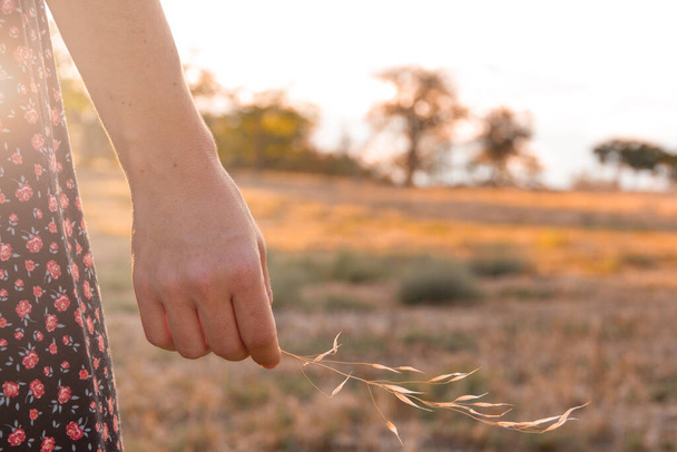 Λεπτομέρεια του γυναικείου χεριού που κρατάει στεγνό γρασίδι το φθινόπωρο. Επιλεκτική εστίαση. - Φωτογραφία, εικόνα