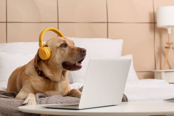 自宅でヘッドフォンやラップトップでかわいい犬 - 写真・画像